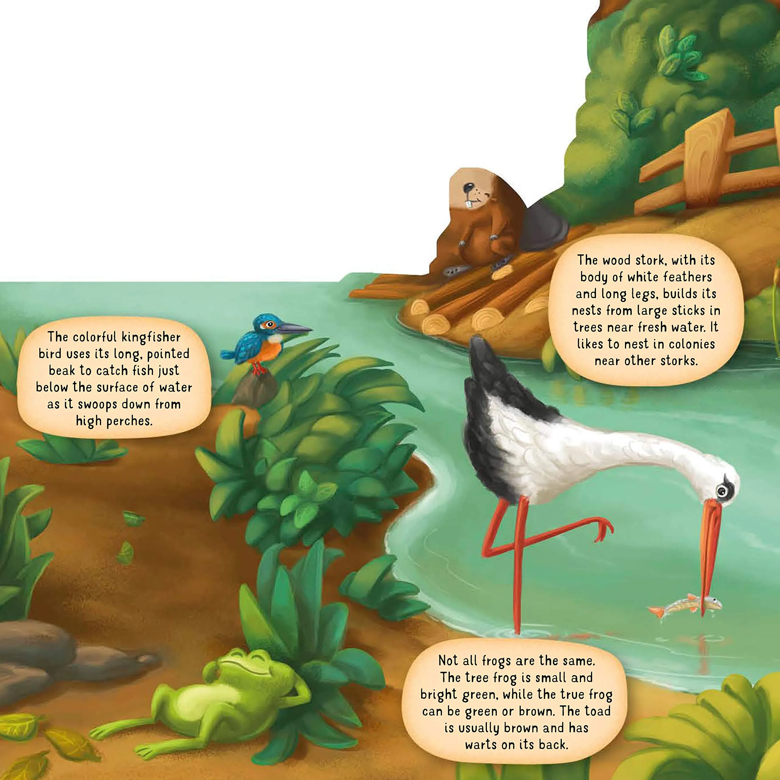 Discovering The World of Nature Along the Riverbank Board Book